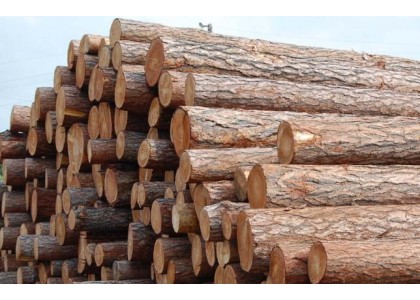 Лес круглый 6м Пихта