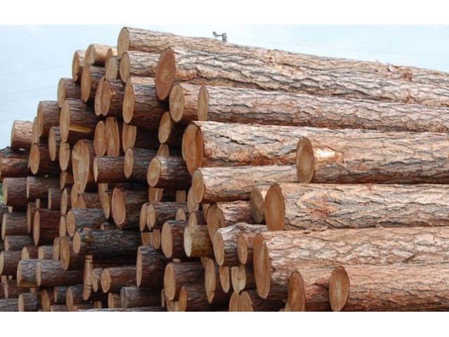 Лес круглый 6м Пихта