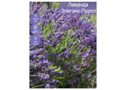 Лаванда декоративная Элеганс пурпл 6шт (АСТ)