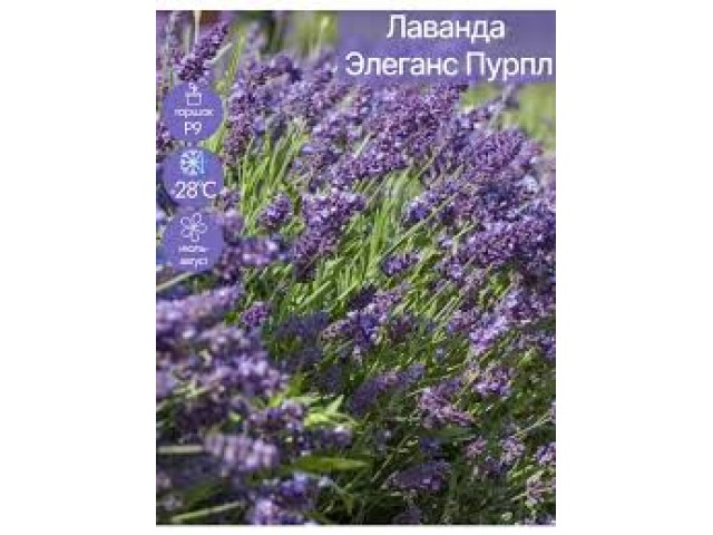 Лаванда декоративная Элеганс пурпл 6шт (АСТ)