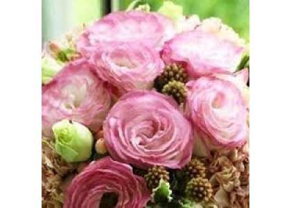 Эустома Крома Пинк Пикоти F1 5шт (АСТ)