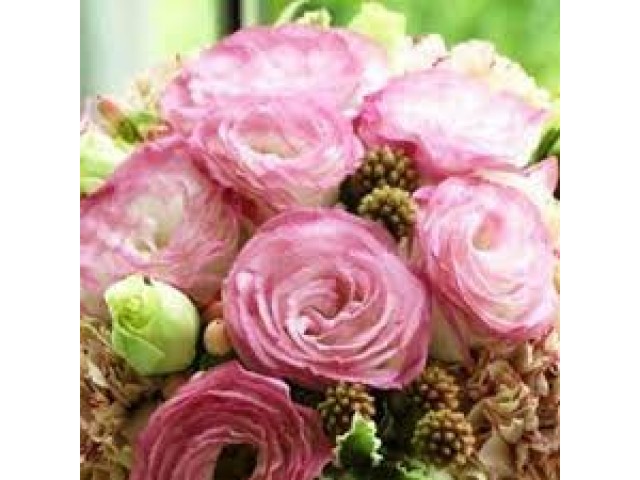 Эустома Крома Пинк Пикоти F1 5шт (АСТ)