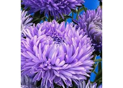 Астра Суприм Лавандовая 0,3г (Поиск) 