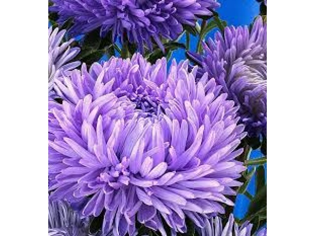 Астра Суприм Лавандовая 0,3г (Поиск) 