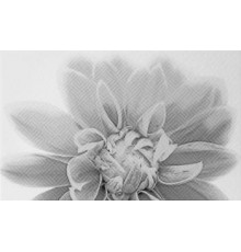 Декор 03 Камелия черный 250х400 мм