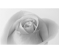 Декор 01 Камелия черный 250х400 мм