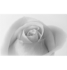 Декор 01 Камелия черный 250х400 мм